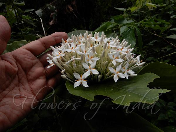 Many-Flowered Ixora